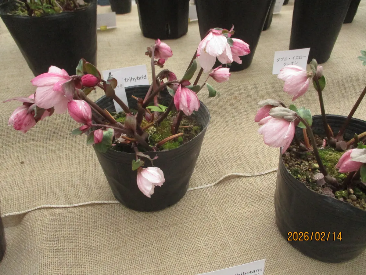 山形寒河江のクリスマスローズフェア・8｜園芸日記byみゆき｜みんなの