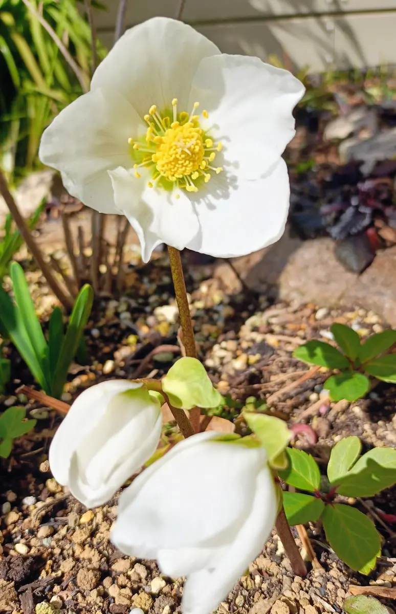 クリスマスローズ｜園芸日記by朝起きウサギ｜みんなの趣味の園芸｜1419211