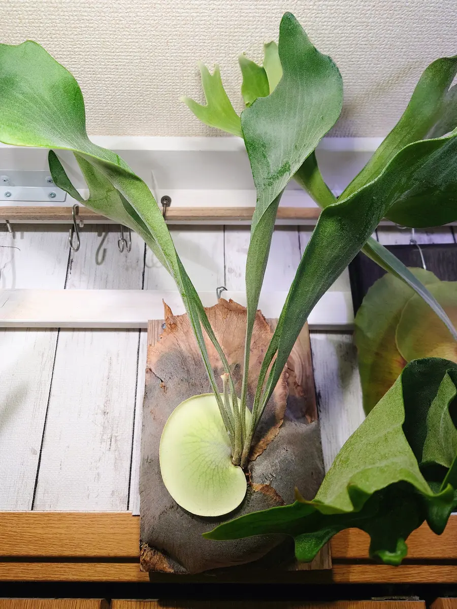 ビカクシダW5×diversifoliの日記一覧|Plantskafkaさんの園芸日記