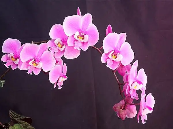 胡蝶蘭原種 シレリアナ1満開｜園芸日記byネカタ｜みんなの趣味の園芸