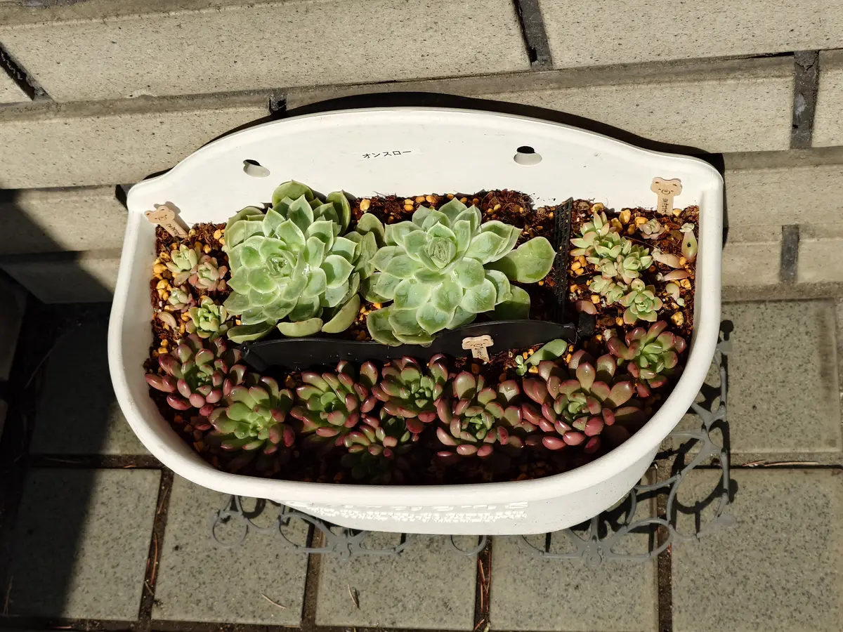 これが私。｜園芸日記byunira｜みんなの趣味の園芸｜1419429