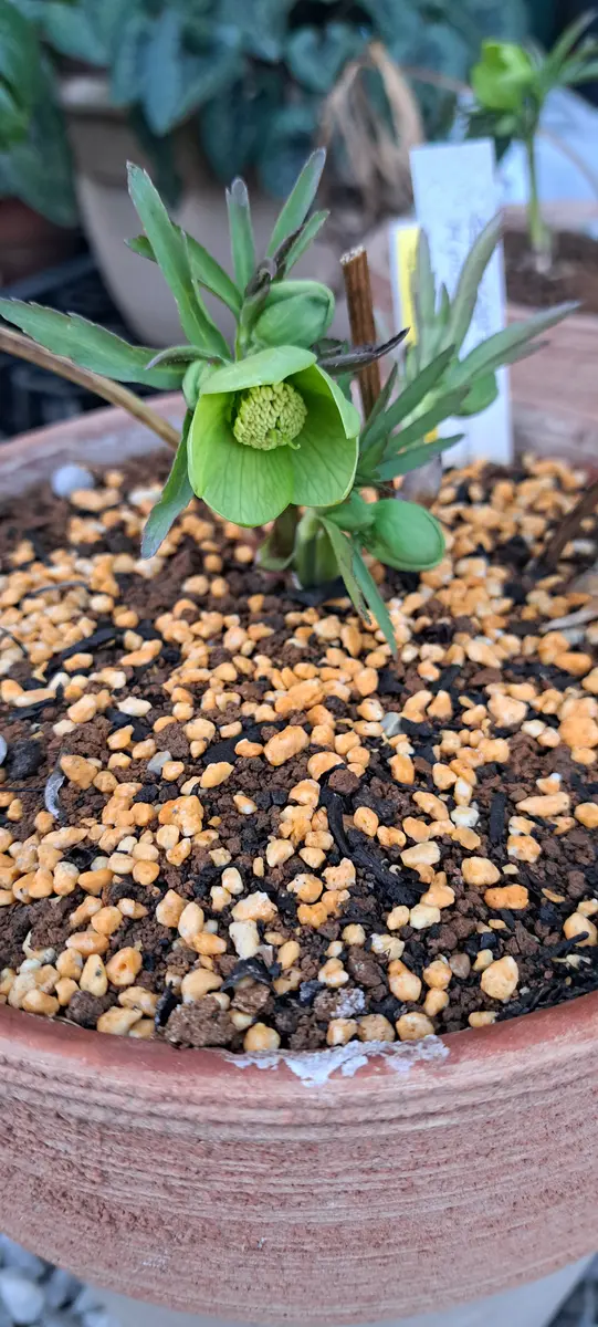 クリスマスローズ 原種ムルチヘルツェゴビナ｜園芸日記byトシ