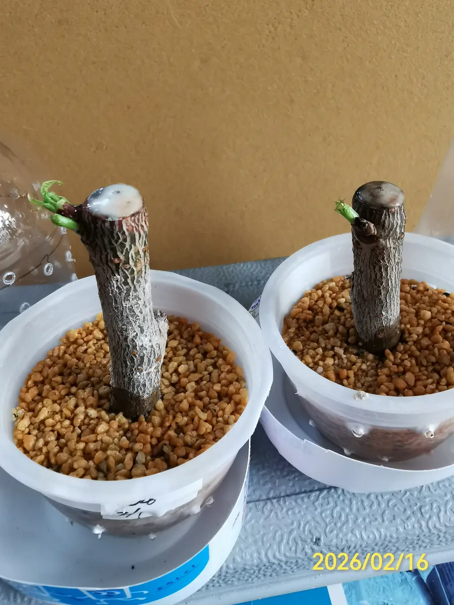 挿し木の芽(八重緋寒桜、ブーゲンビリア)｜園芸日記byjin0046