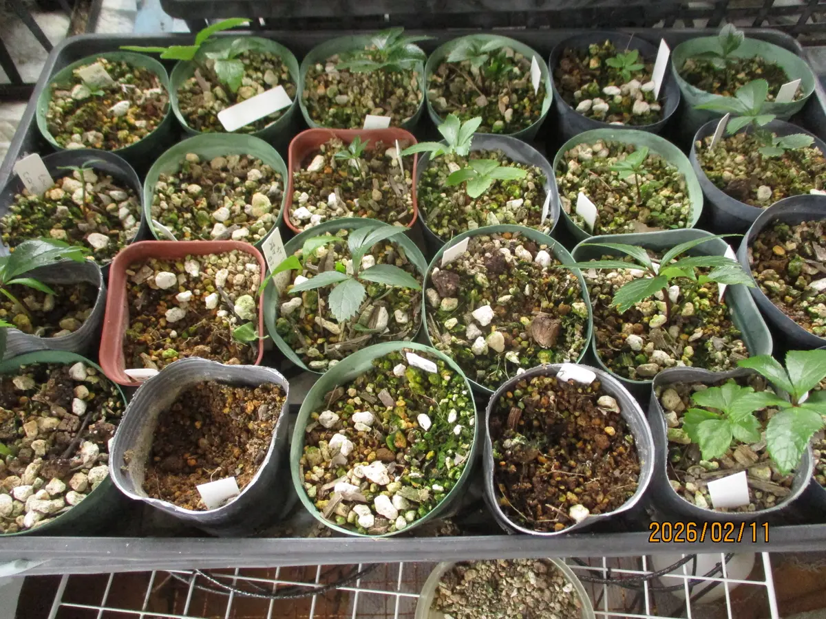 チベタヌス交配苗の越冬・2｜園芸日記byみゆき｜みんなの趣味の園芸
