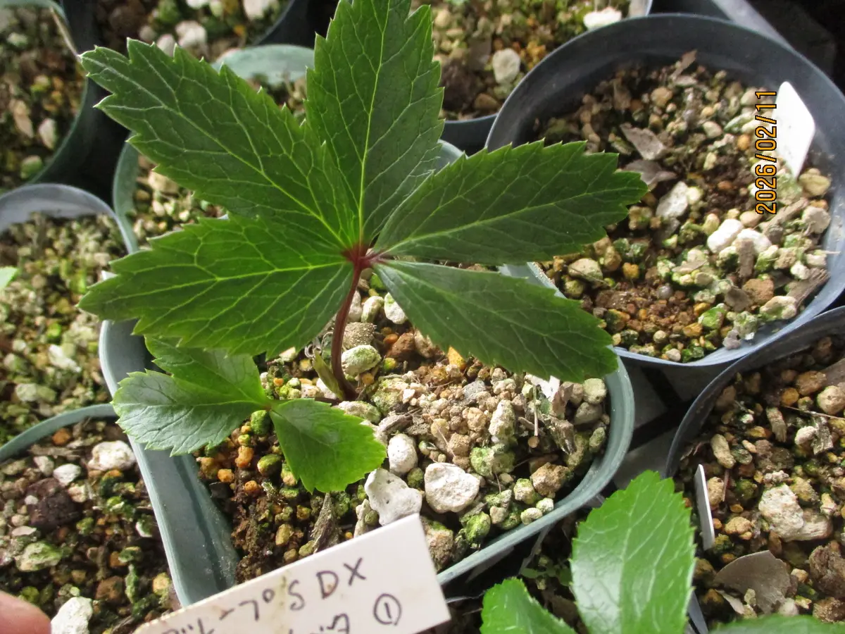 チベタヌス交配苗の越冬・2｜園芸日記byみゆき｜みんなの趣味の園芸