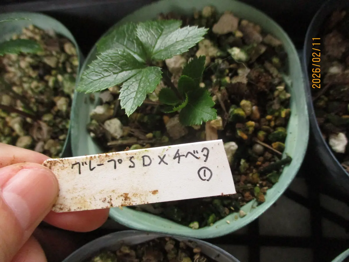 チベタヌス交配苗の越冬・2｜園芸日記byみゆき｜みんなの趣味の園芸