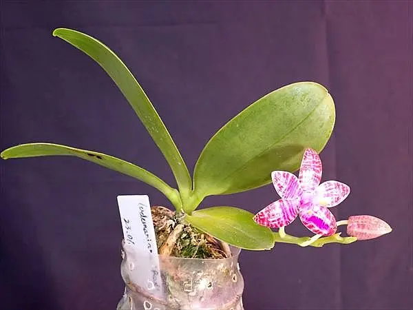 胡蝶蘭原種ルデマニアーナ 開花｜園芸日記byネカタ｜みんなの趣味の