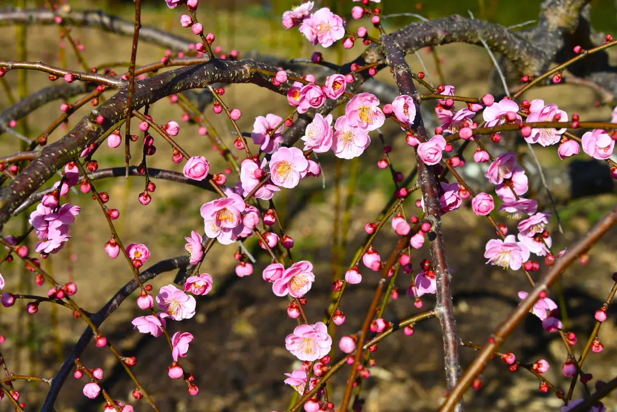 今日(2/17)の枝垂れ梅です(1)🎵🎵｜園芸日記bytotyan｜みんなの趣味の