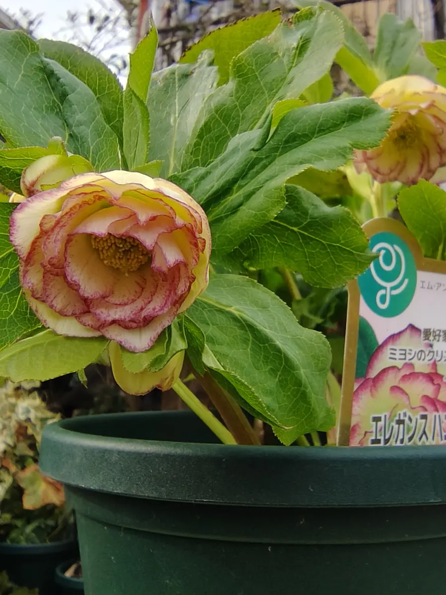 ビシッっとな!〔写真3枚目〕-シミケンさんの日記|みんなの趣味の園芸2026/02/18
