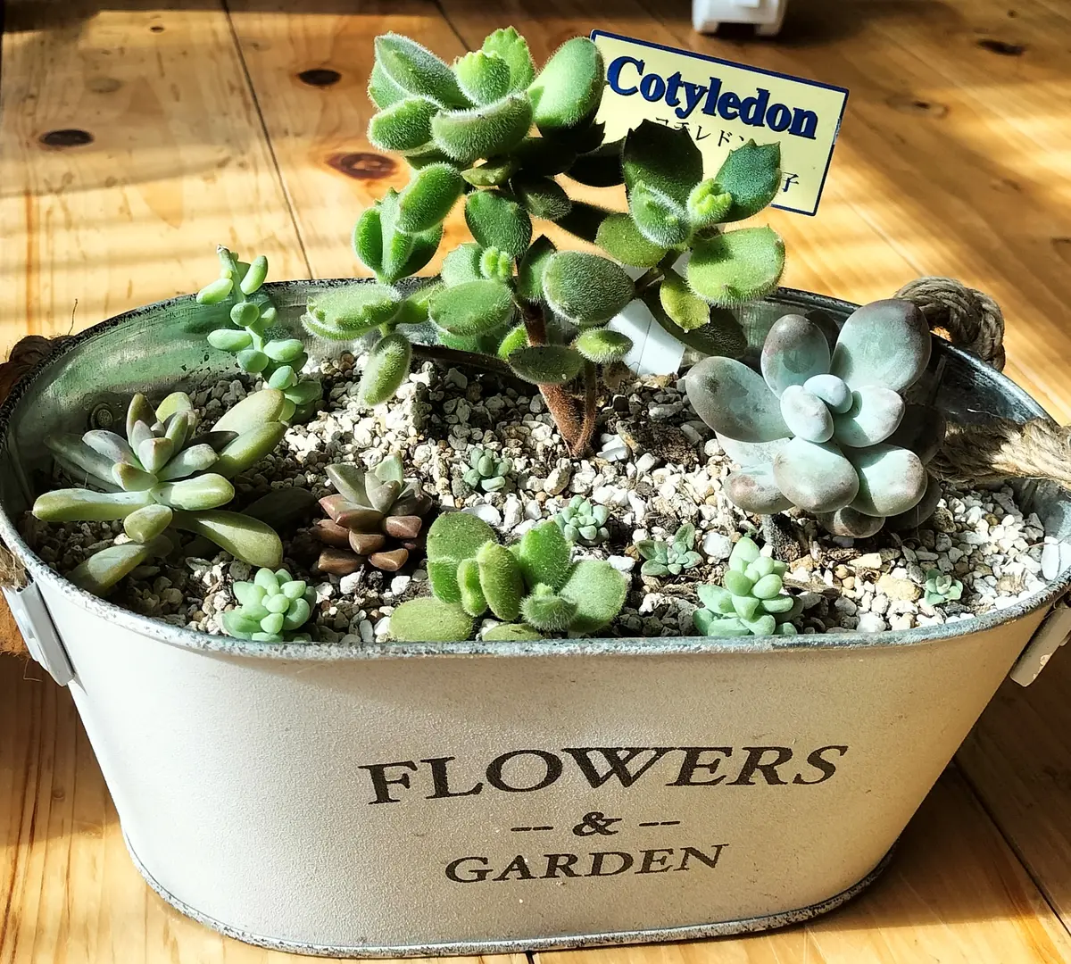 多肉植物の日向ぼっこ〔写真1枚目〕-えのみんさんの日記｜みんなの趣味