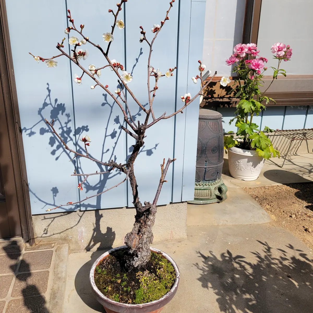 ひろみ園芸 ヒロミhiromiさんの園芸日記-みんなの趣味の園芸