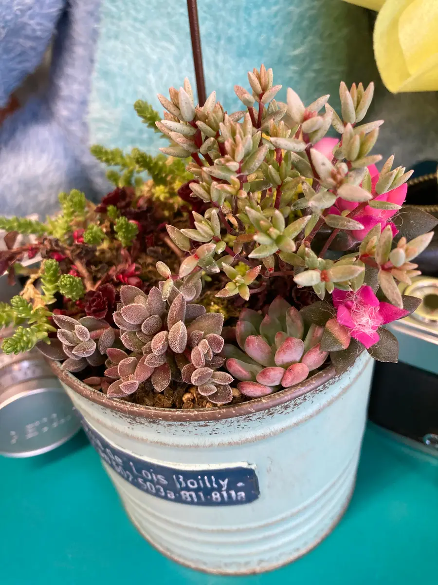 先日、詰め込んだ多肉植物｜園芸日記byつくねのつん｜みんなの趣味の