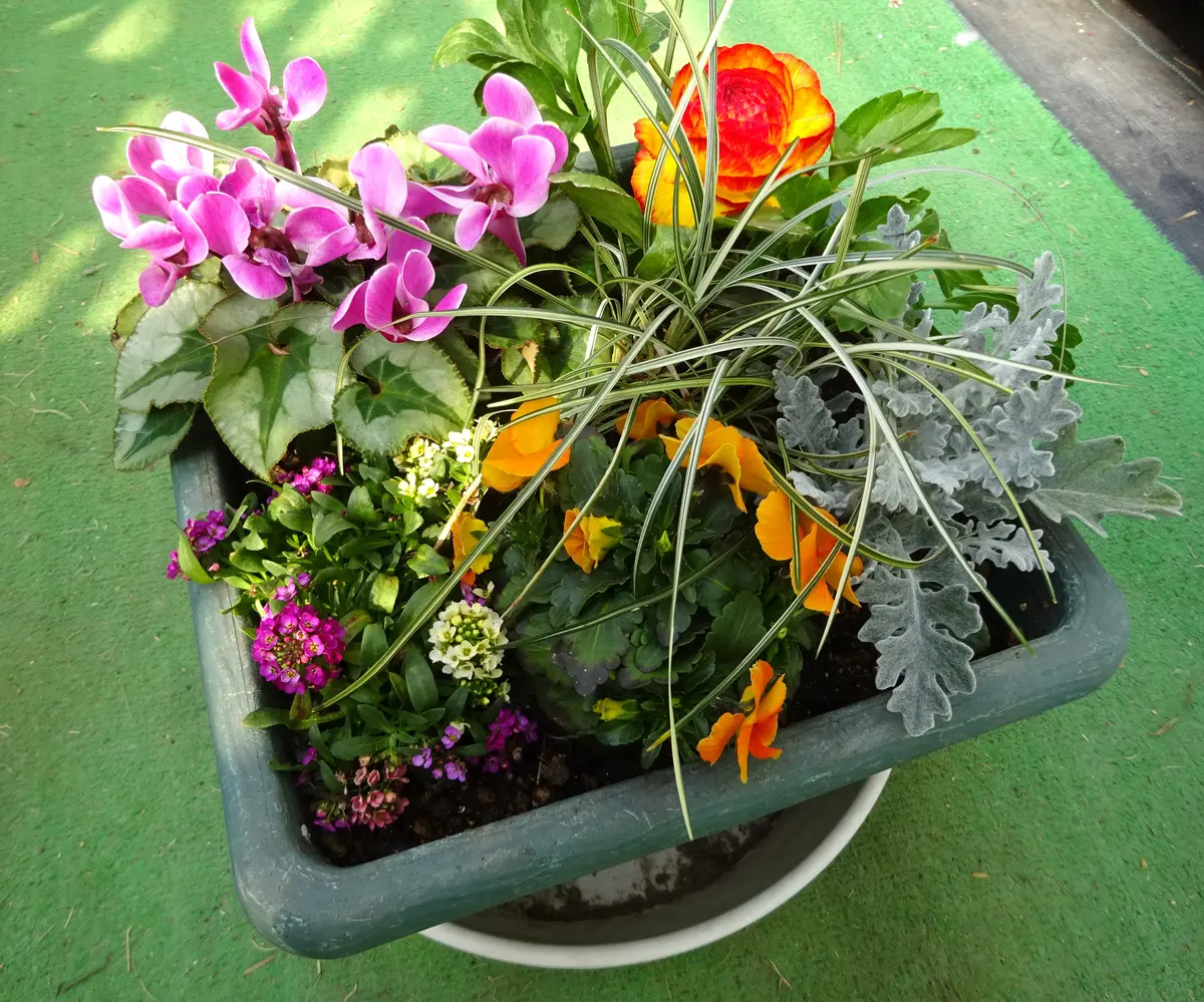 大好きなラナンキュラスの寄せ植えを頑張りました。｜園芸日記bykakip