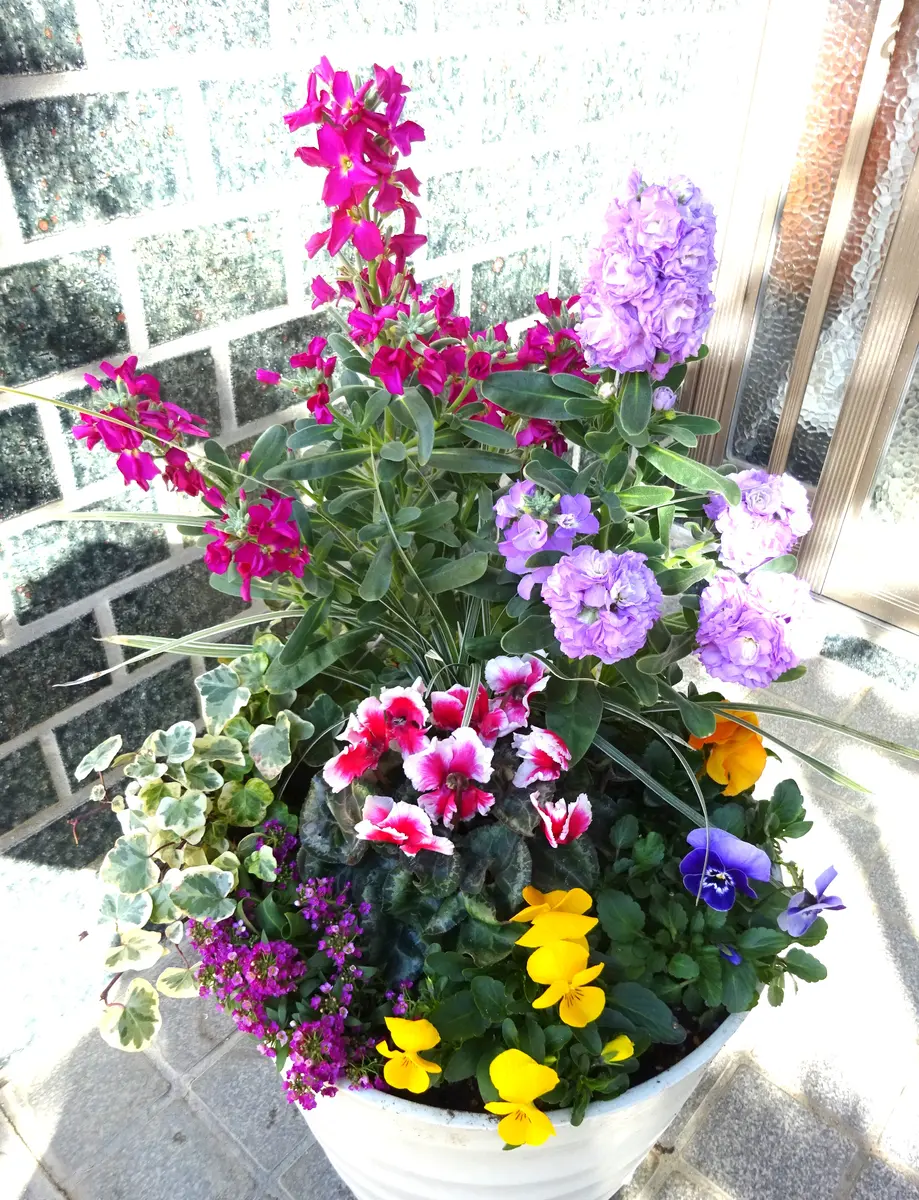 大好きなラナンキュラスの寄せ植えを頑張りました。｜園芸日記bykakip