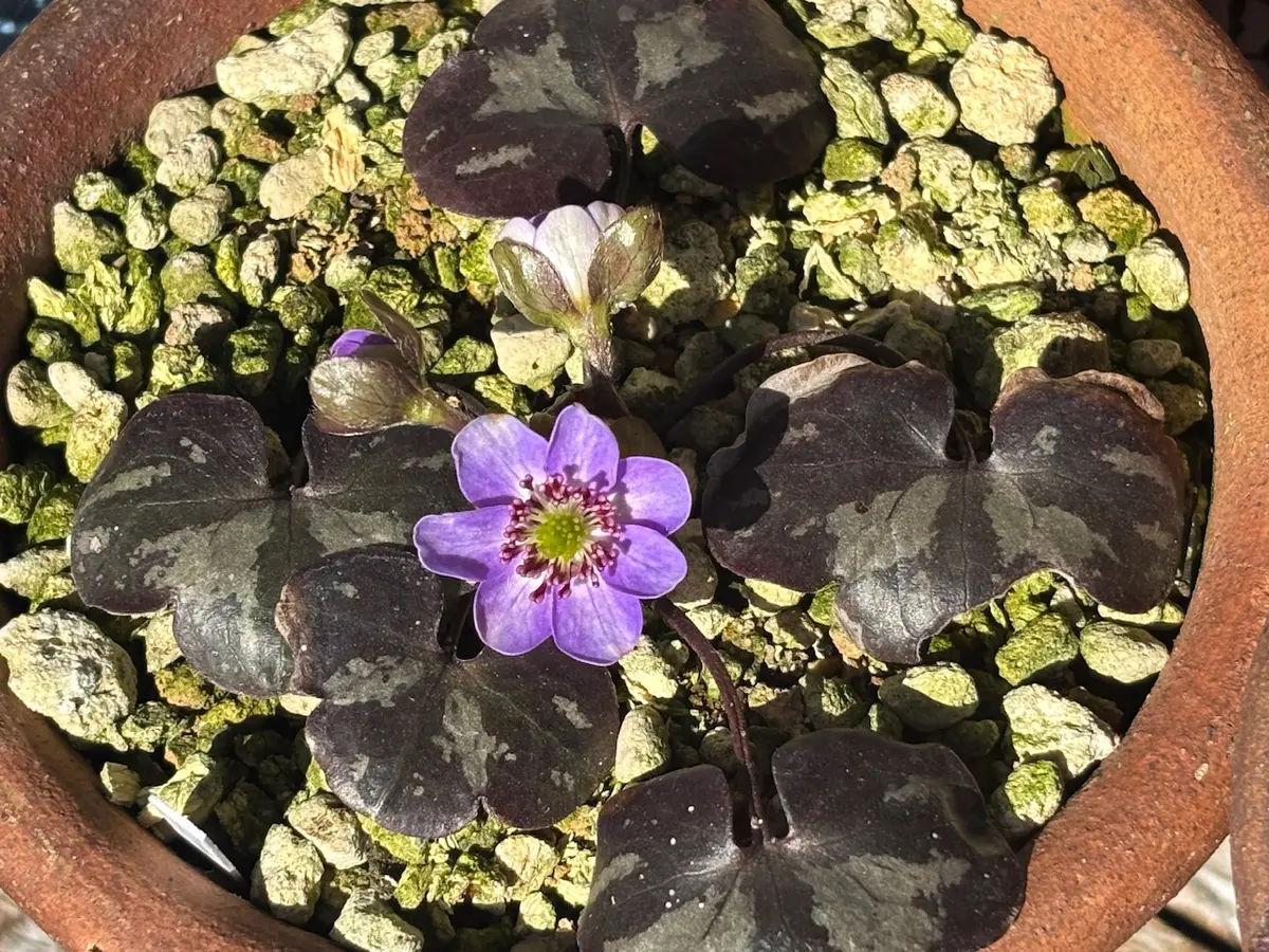 ユキワリソウ、クリスマスローズ、ビオラ｜園芸日記bykeichangarden