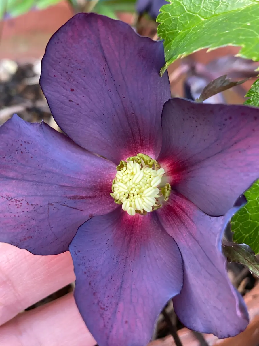 クリスマスローズ｜園芸日記byリンチャムジェイ｜みんなの趣味の園芸
