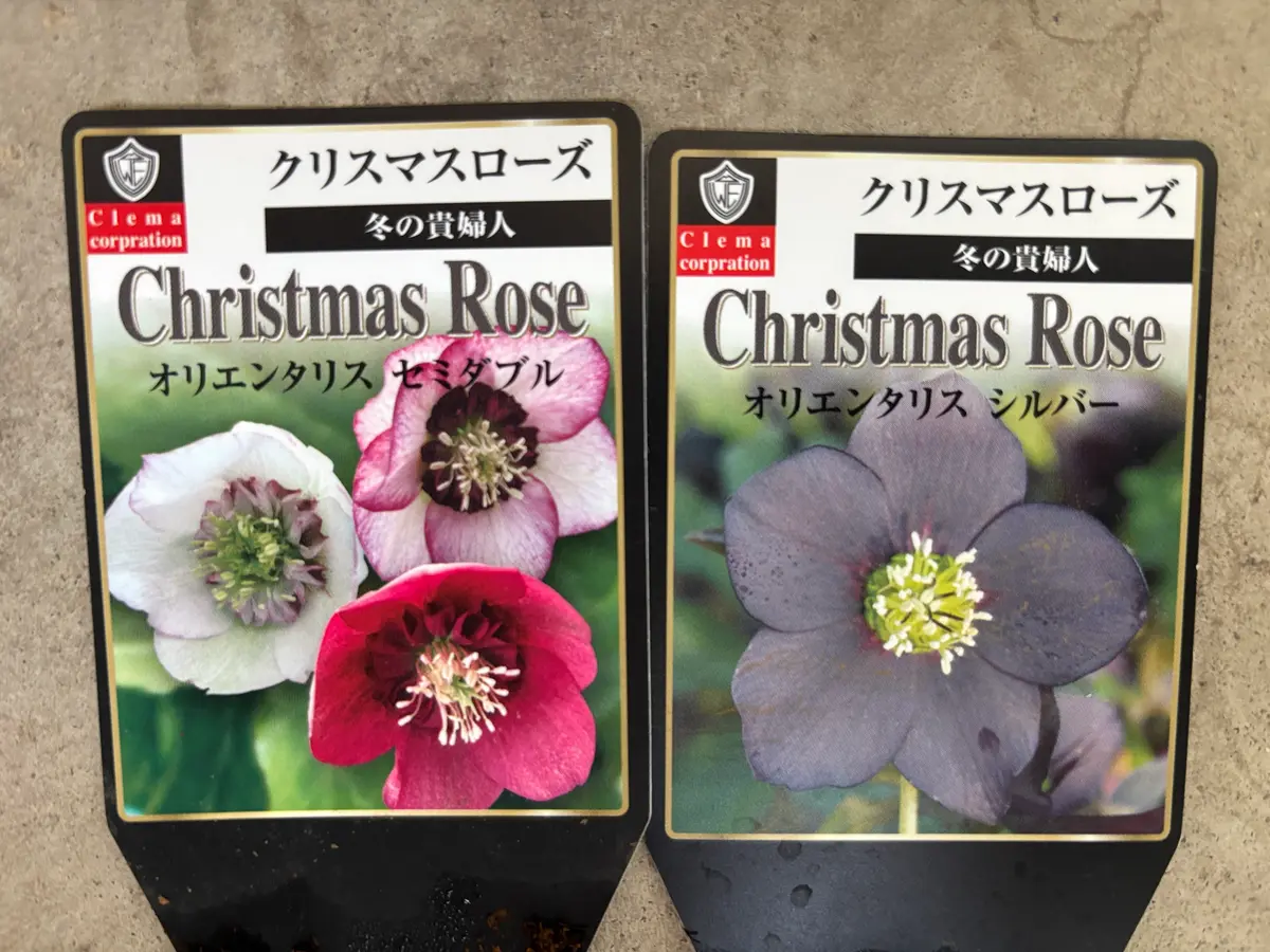 初のクリスマスローズ ベビー苗｜園芸日記byYamayam｜みんなの趣味の