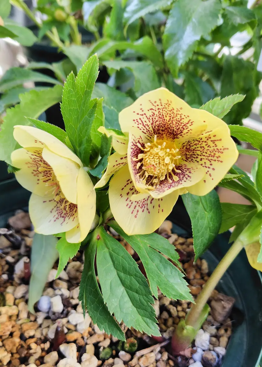 世界展の前日 うちのクリスマスローズ｜園芸日記byアザラシ大好き