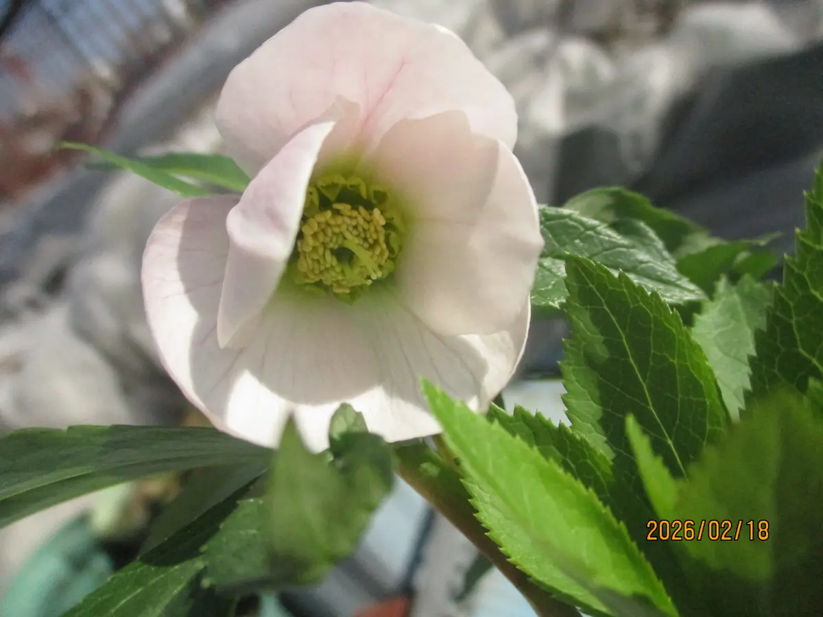 初開花のチベタヌス交配｜園芸日記byみゆき｜みんなの趣味の園芸｜1420874