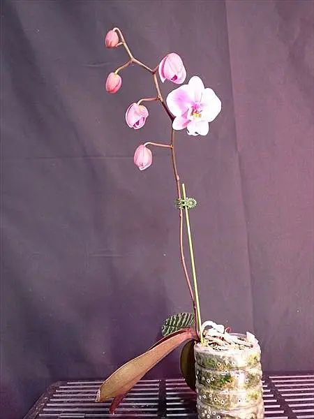 胡蝶蘭原種 シレリアナ4開花｜園芸日記byネカタ｜みんなの趣味の園芸