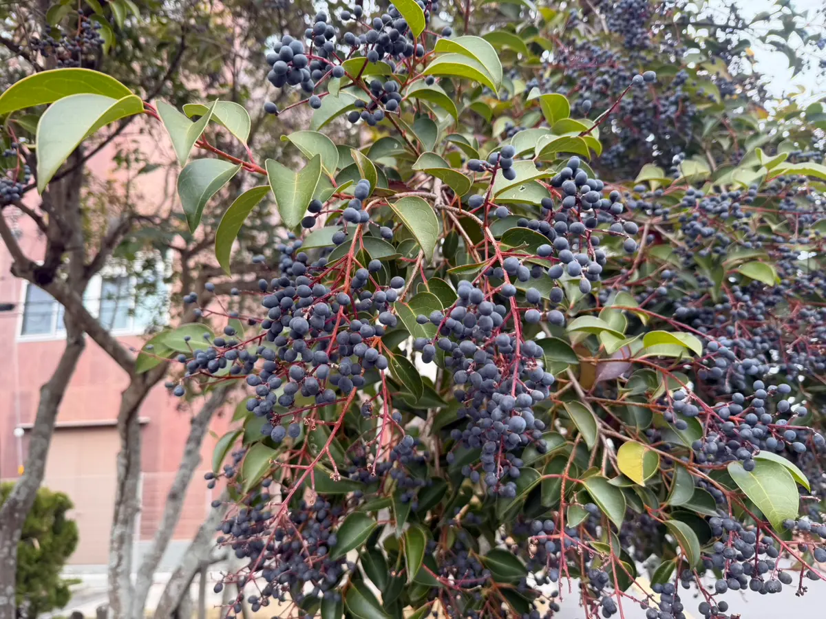 トウネズミモチ｜園芸日記byはたあきひろ｜みんなの趣味の園芸｜1421127