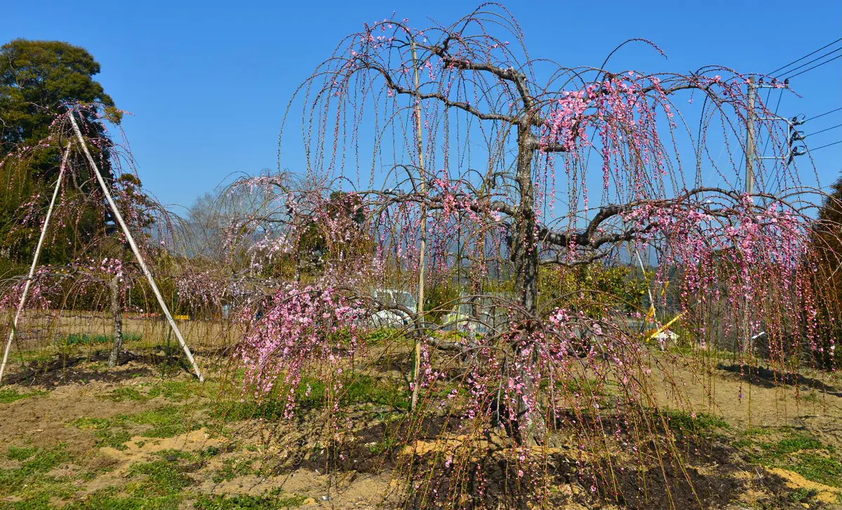 今日(2/21)の枝垂れ梅です(2)🎵🎵｜園芸日記bytotyan｜みんなの趣味の