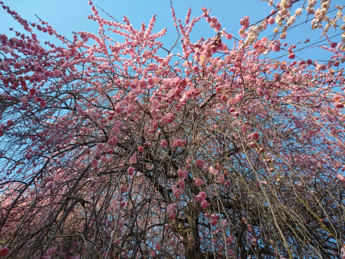 しだれ梅【紅花】|園芸日記bymtaka|みんなの趣味の園芸|1421918
