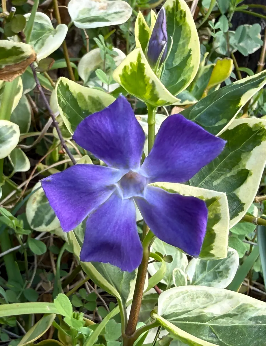 庭の紫の花たち｜園芸日記byP'sガーデン｜みんなの趣味の園芸｜1421958