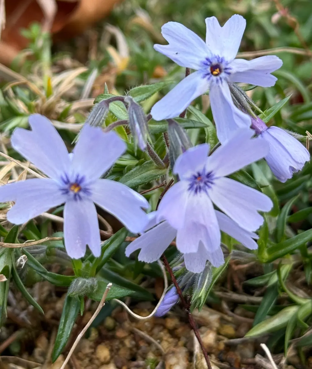 庭の紫の花たち｜園芸日記byP'sガーデン｜みんなの趣味の園芸｜1421958