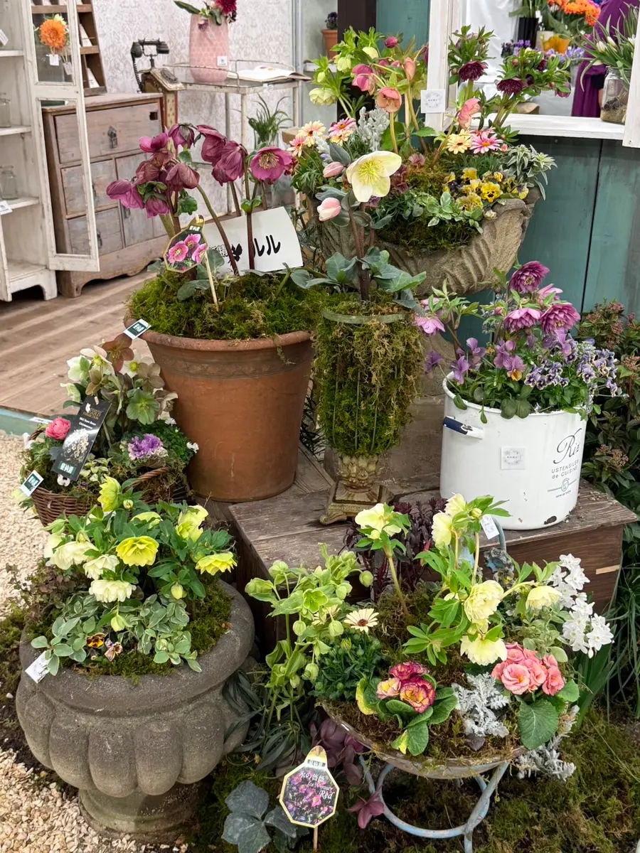 クリスマスローズ展 3｜園芸日記byタバシナ｜みんなの趣味の園芸｜1422017