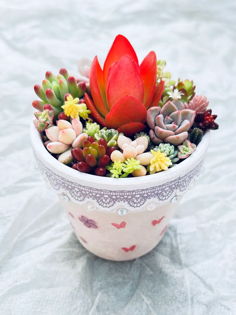 🌵リメイク鉢に春がやってきた🌵｜園芸日記by花栞｜みんなの趣味の園芸