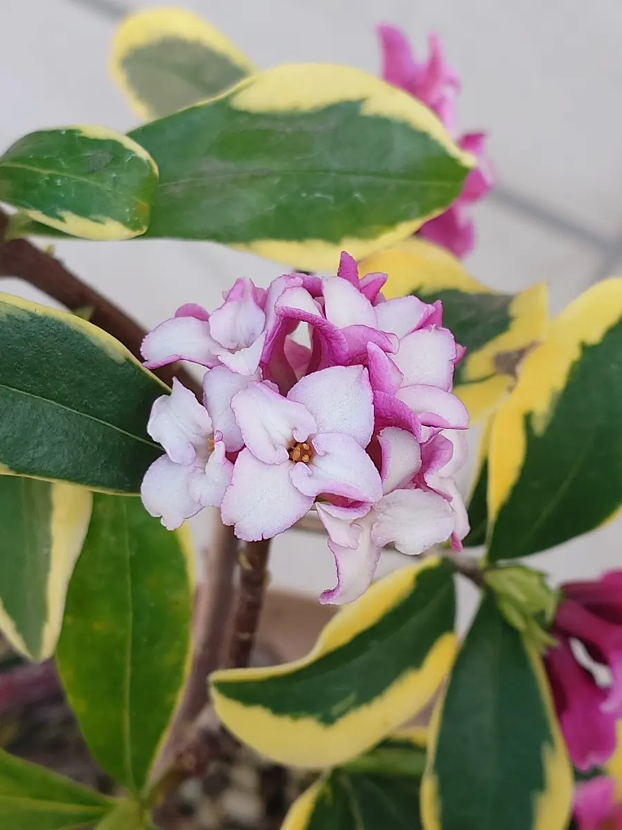 沈丁花の良い香り〜🥰｜園芸日記byNash｜みんなの趣味の園芸｜1422209