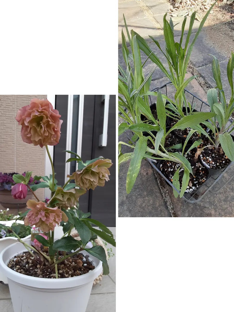 クリスマスローズ開花｜園芸日記byマリソン｜みんなの趣味の園芸｜1422291