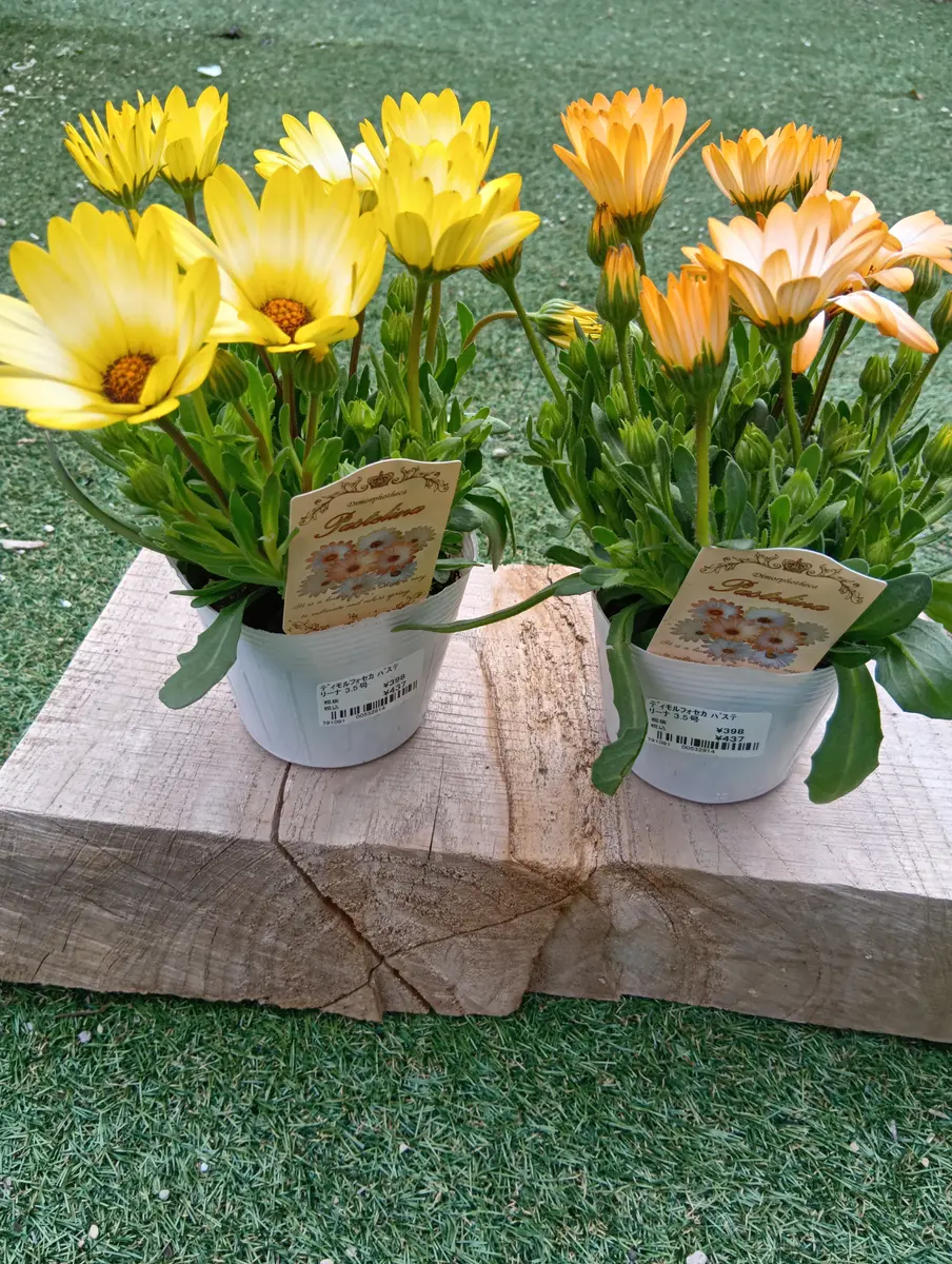 パステリーナを買いました🌼｜園芸日記byまり金｜みんなの趣味の園芸