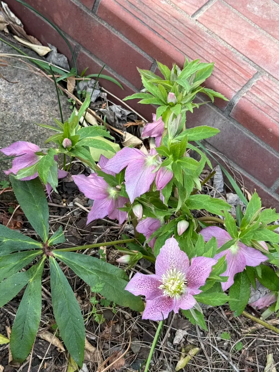 我が家の庭植えクリスマスローズ｜園芸日記byタバシナ｜みんなの趣味の