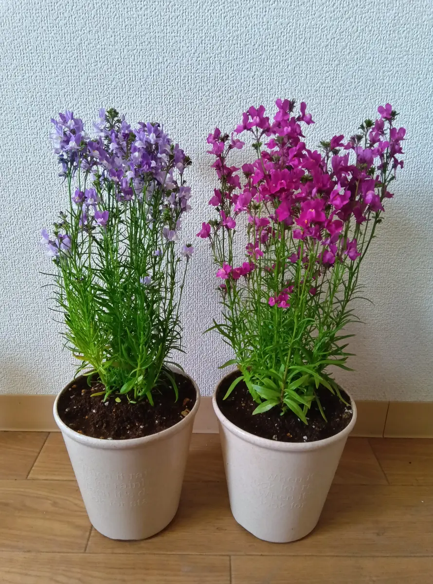 リナリアに癒されて✨｜園芸日記byそんちん｜みんなの趣味の園芸｜1422509