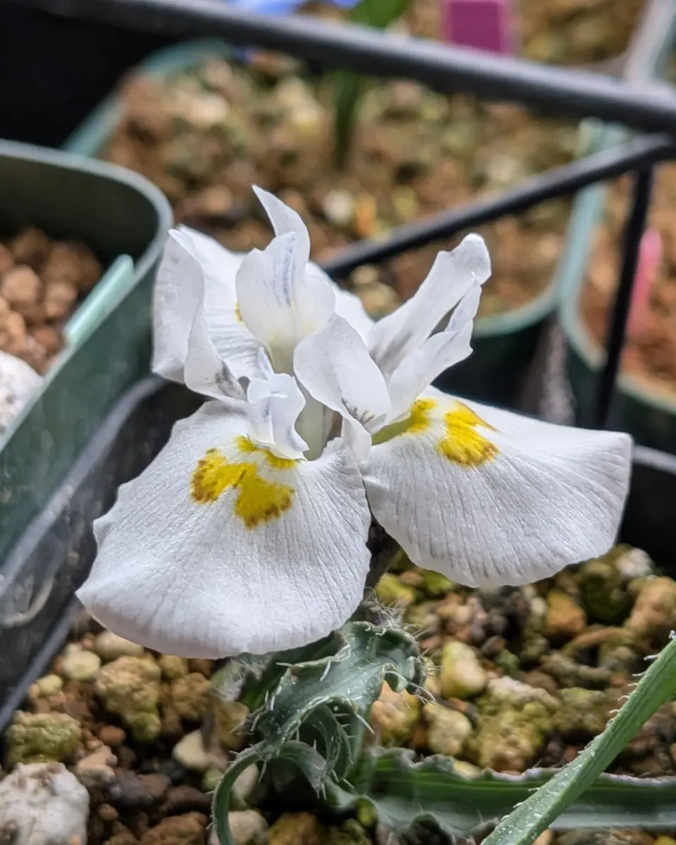 本日も開花✨｜園芸日記byぷぅ｜みんなの趣味の園芸｜1422522