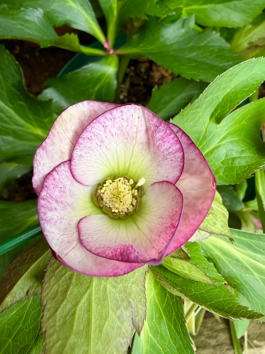 クリスマスローズピコティ開花｜園芸日記byうみとそら｜みんなの趣味の