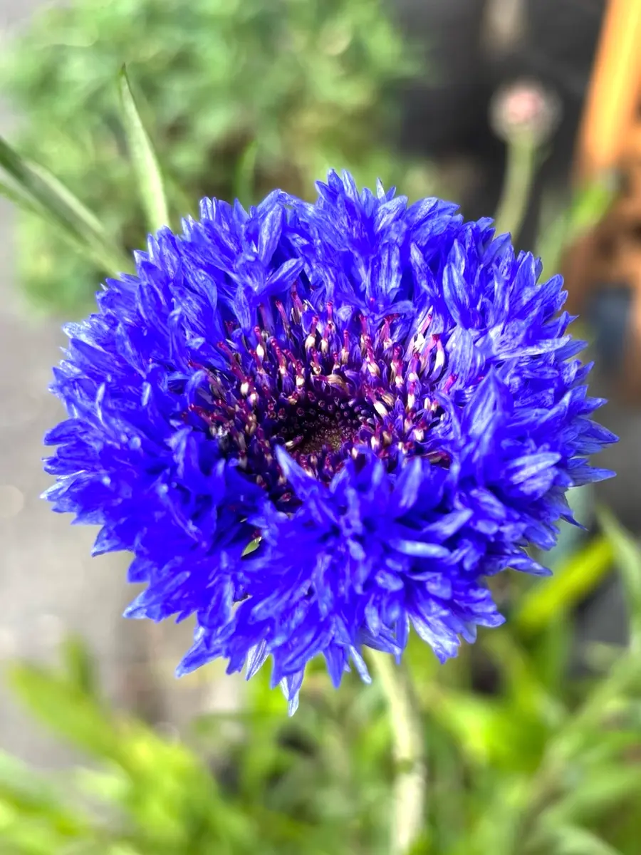 矢車菊やったー🎉開花💕｜園芸日記byいとめちゃん｜みんなの趣味の園芸