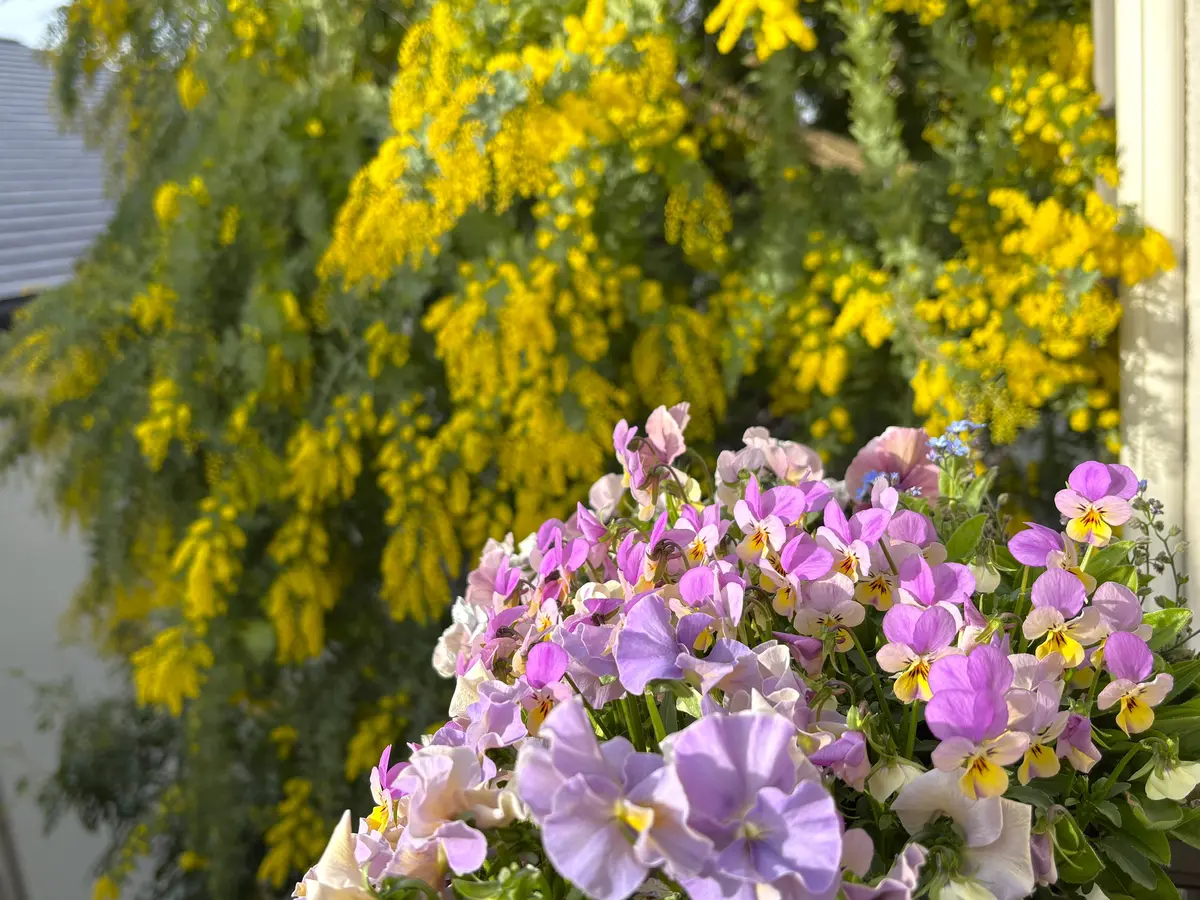 ミモザ✨｜園芸日記byらむちゃん｜みんなの趣味の園芸｜1422629