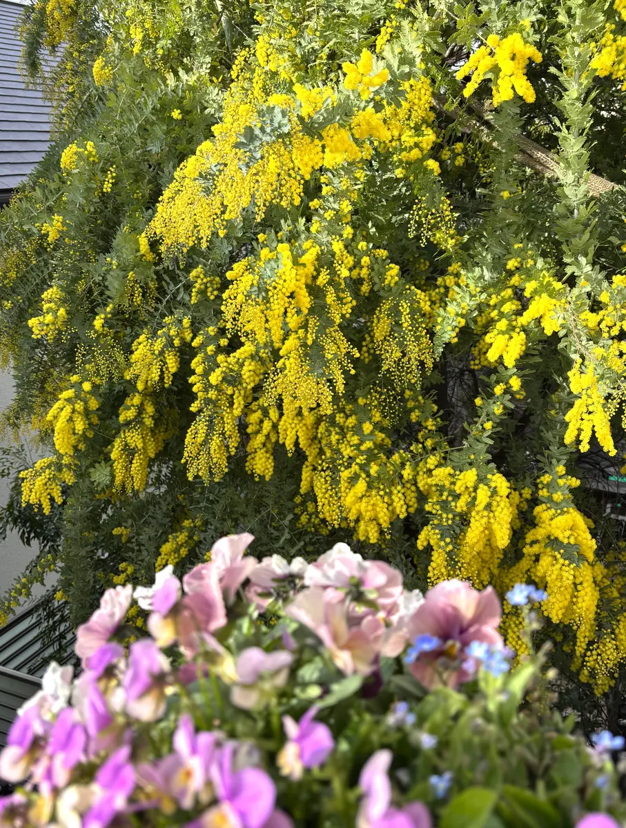 ミモザ✨｜園芸日記byらむちゃん｜みんなの趣味の園芸｜1422629