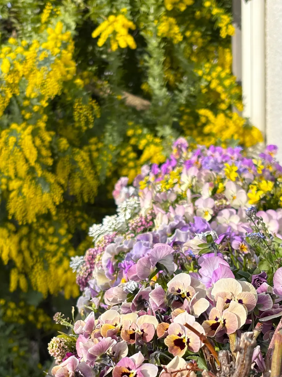 ミモザ✨｜園芸日記byらむちゃん｜みんなの趣味の園芸｜1422629