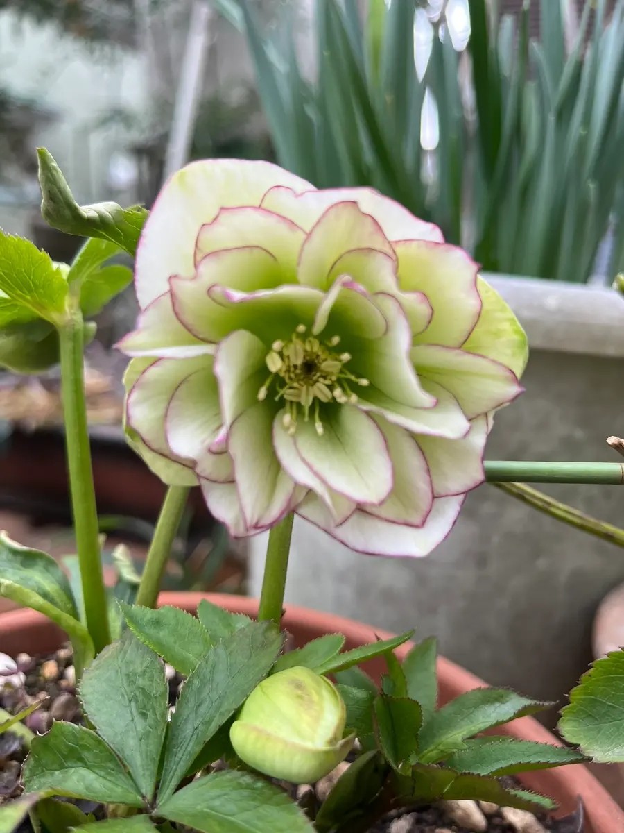 クリスマスローズその6｜園芸日記bydenndoro-k｜みんなの趣味の園芸