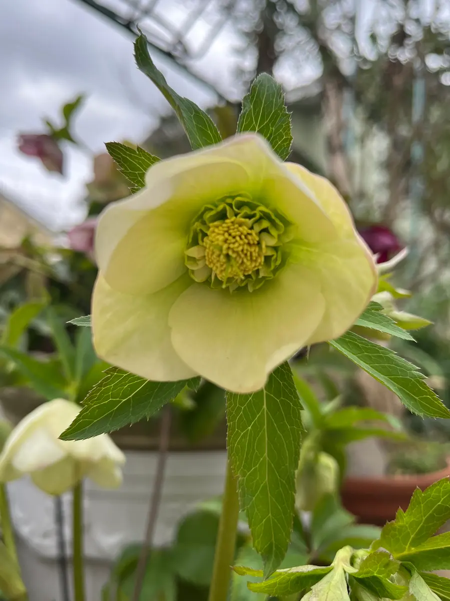 クリスマスローズその6｜園芸日記bydenndoro-k｜みんなの趣味の園芸