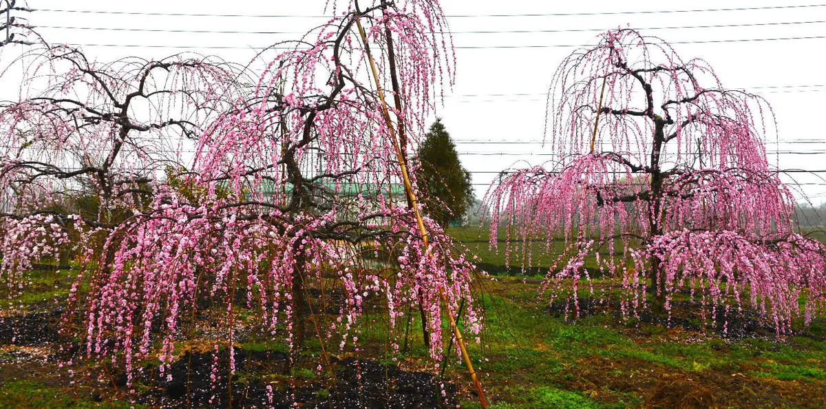 我が家の枝垂れ梅です(1)2/25🎵🎵｜園芸日記bytotyan｜みんなの趣味の