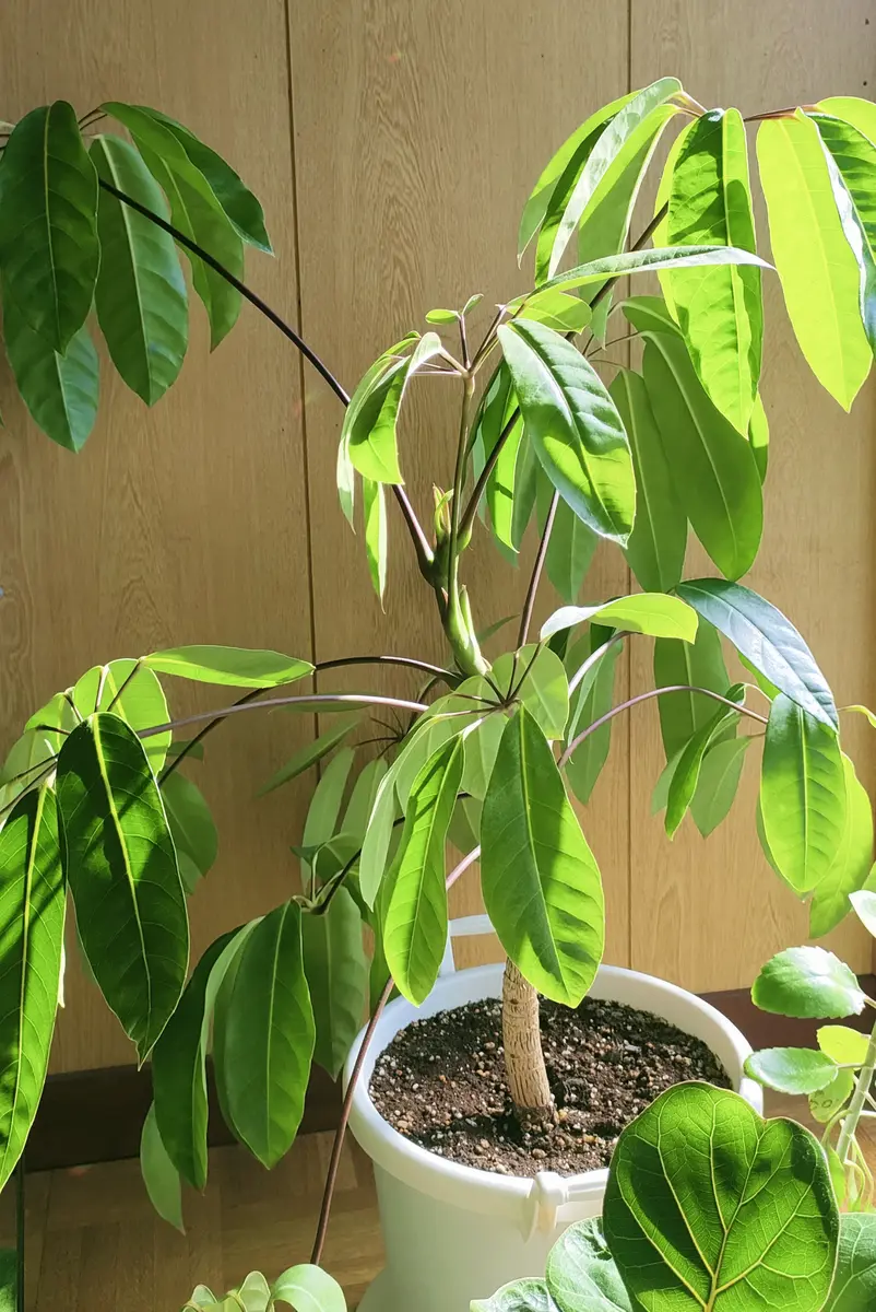ブラッサイア🌳｜園芸日記byAchar｜みんなの趣味の園芸｜1422750