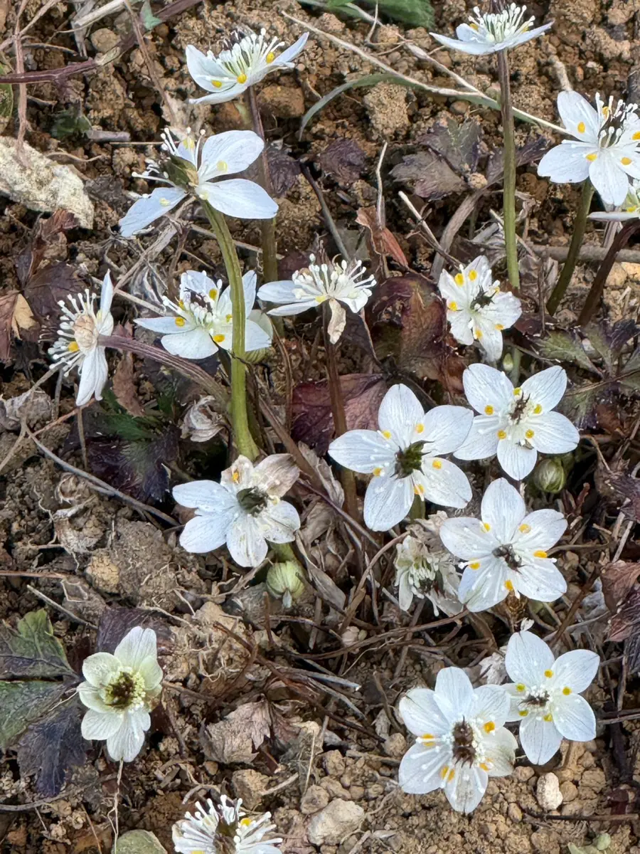 バイカオウレン｜園芸日記byタバシナ｜みんなの趣味の園芸｜1422759