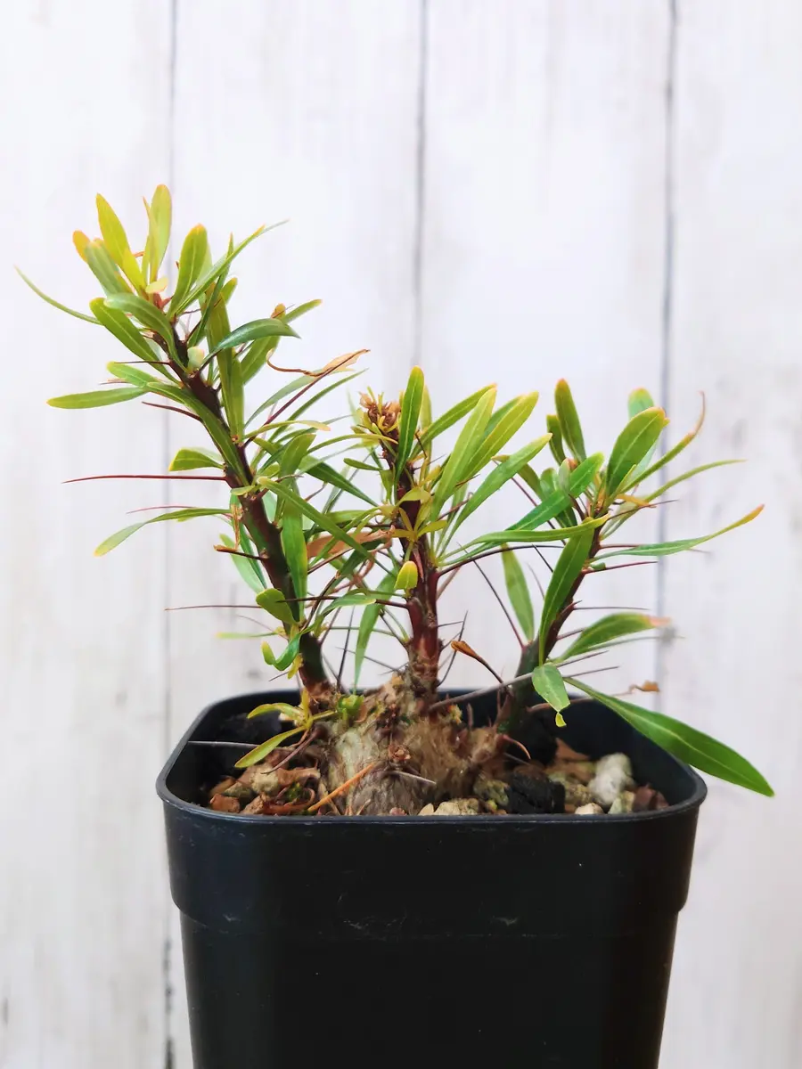 スッキリした実生のフォークイエリア・プルプシーさん。｜園芸日記