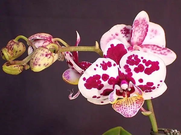 胡蝶蘭交配種 紫斑点開花｜園芸日記byネカタ｜みんなの趣味の園芸｜1422988