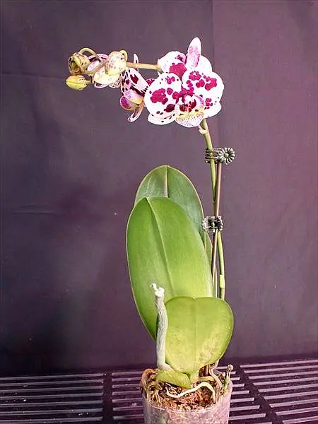 胡蝶蘭交配種 紫斑点開花｜園芸日記byネカタ｜みんなの趣味の園芸｜1422988
